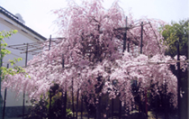 開館記念樹　「勤三桜」