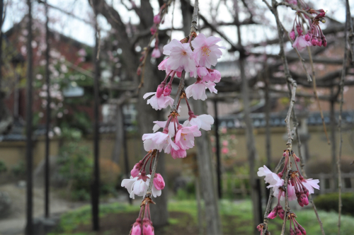 しだれ桜