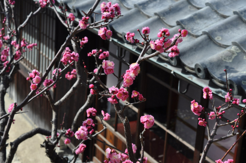紅梅(主屋中二階より)