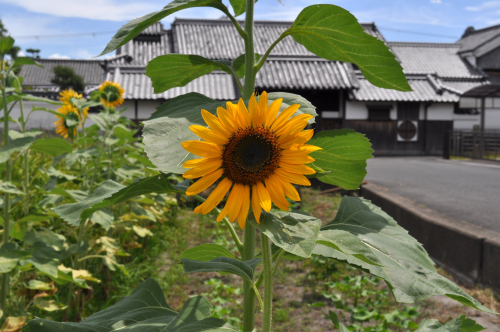 ひまわり