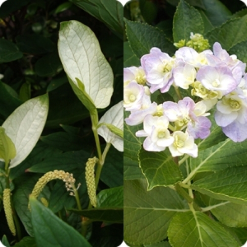 左：半夏生　右：紫陽花