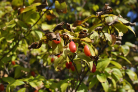 サンシュユの実