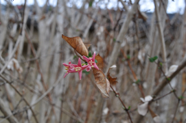 ウグイスカグラ